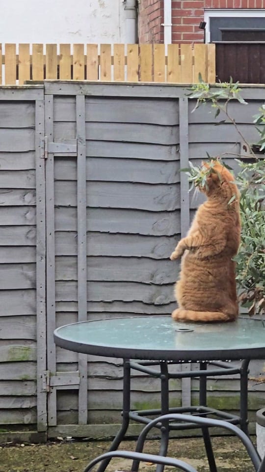 Post 8 by Nacho & Pablo 🐈 on TikTok (video)