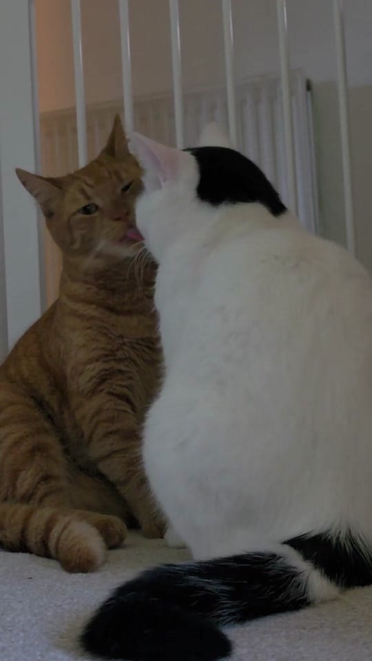Post 1 by Nacho & Pablo 🐈 on TikTok (video)