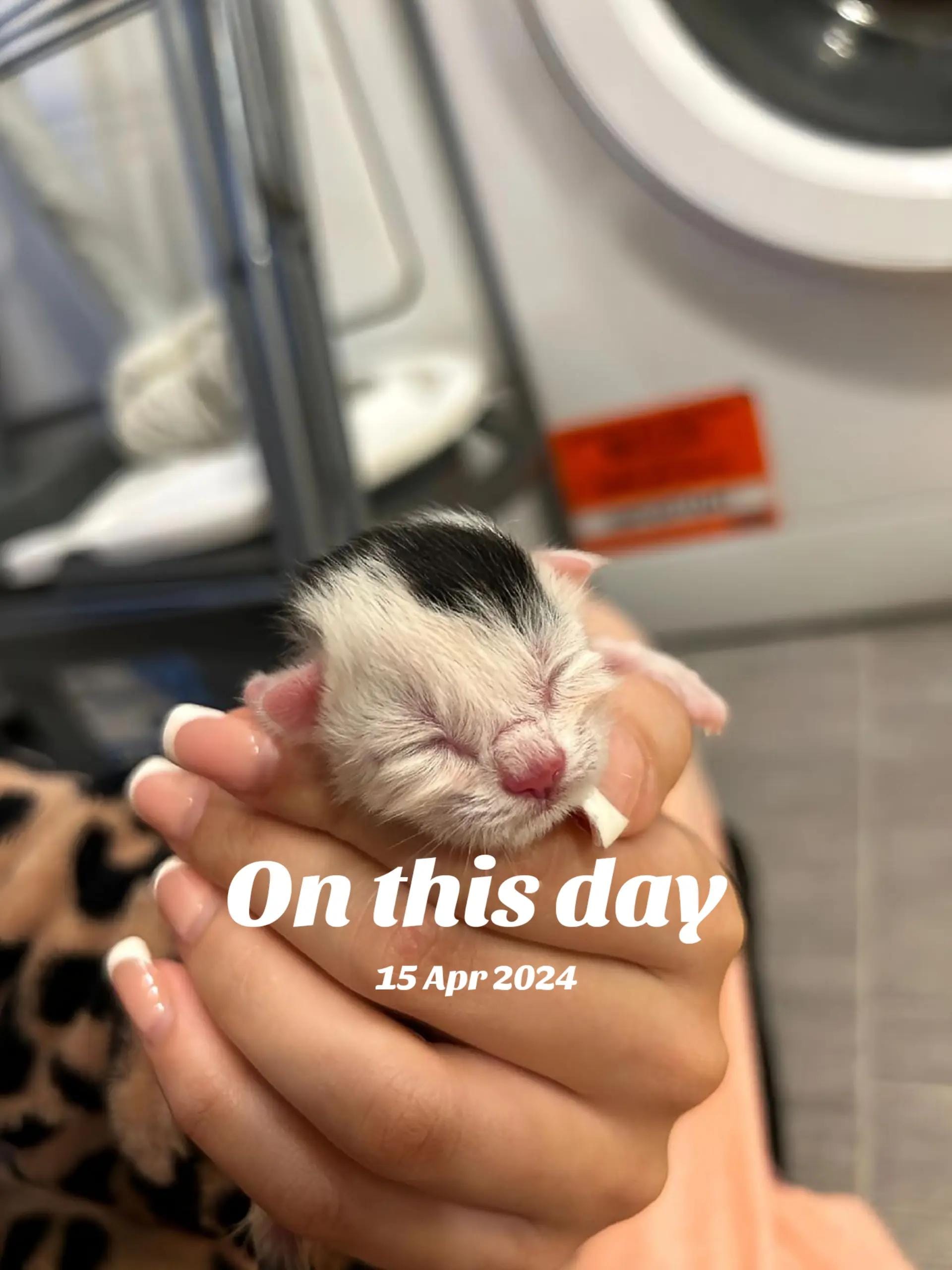 Post 4 by Nacho & Pablo 🐈 on TikTok (video)