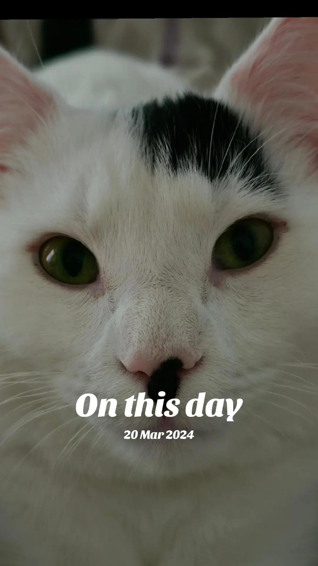Post 6 by Nacho & Pablo 🐈 on TikTok (video)