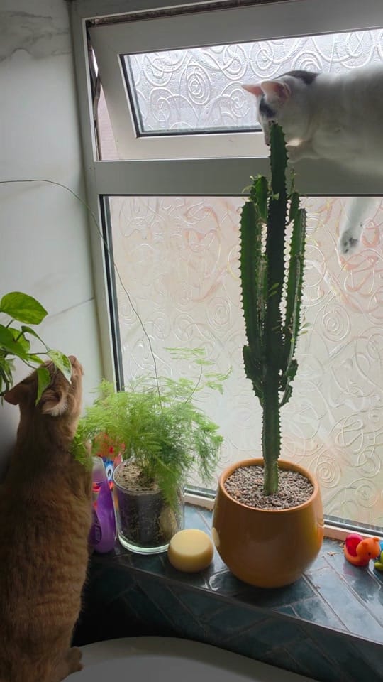 Post 5 by Nacho & Pablo 🐈 on TikTok (video)