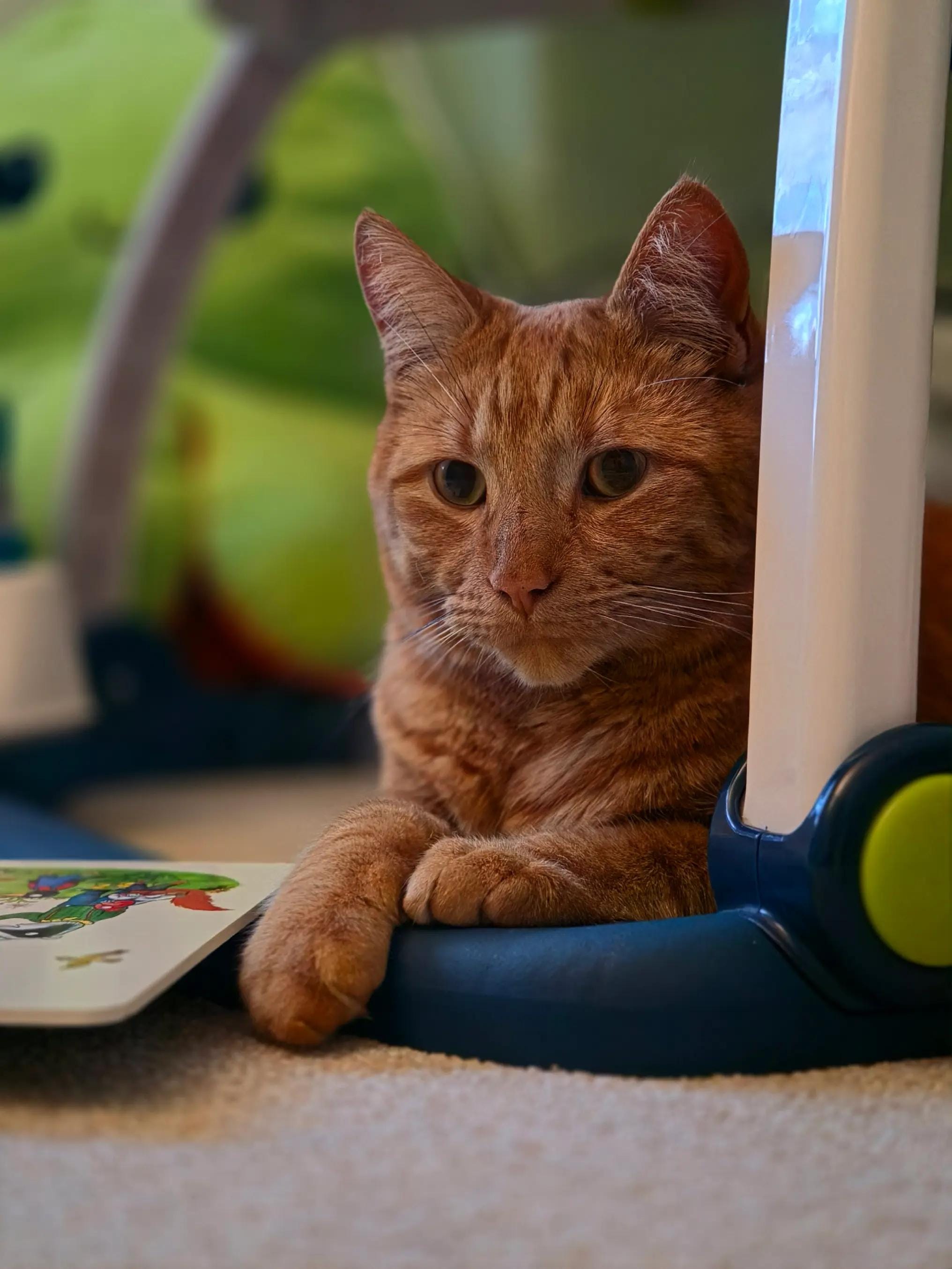 Post 3 by Nacho & Pablo 🐈 on TikTok (video)