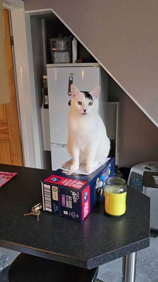 Post 10 by Nacho & Pablo 🐈 on TikTok (video)