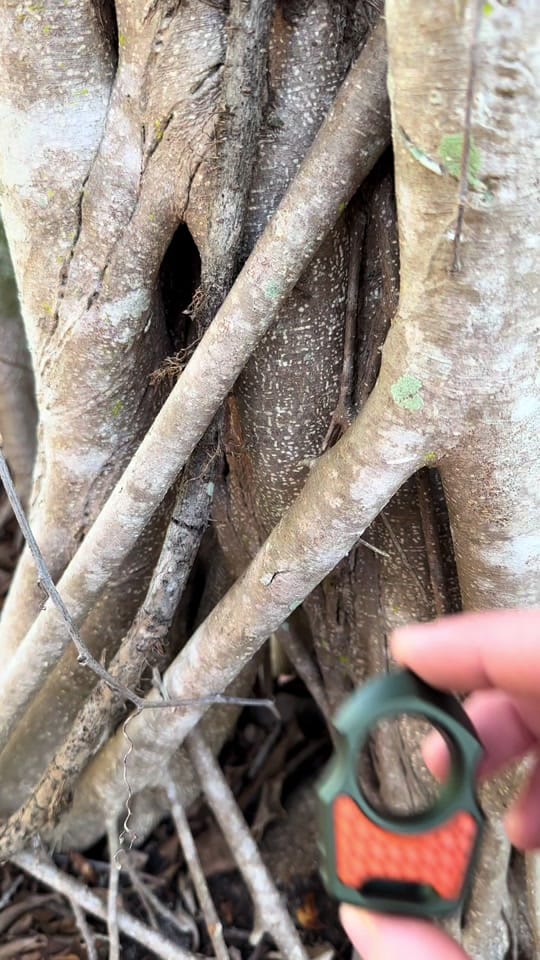 Post 4 by SwAmP EDC on TikTok (video)