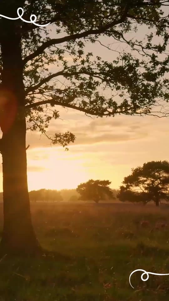 Post 4 by The Craig Tyler Trust on TikTok (video)