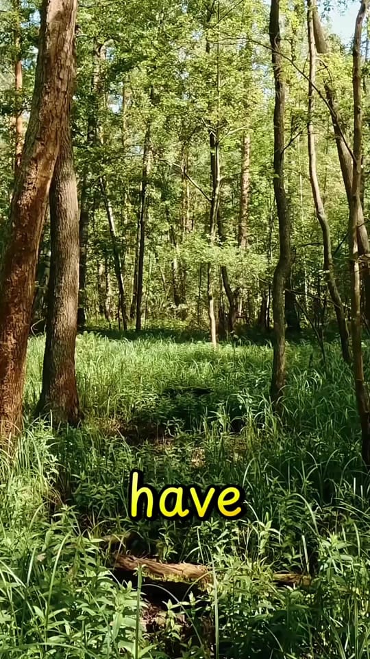 Post 9 by The Craig Tyler Trust on TikTok (video)