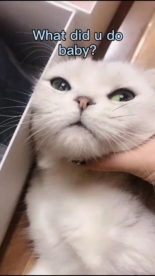 Post 5 by TTgoods on TikTok (video)