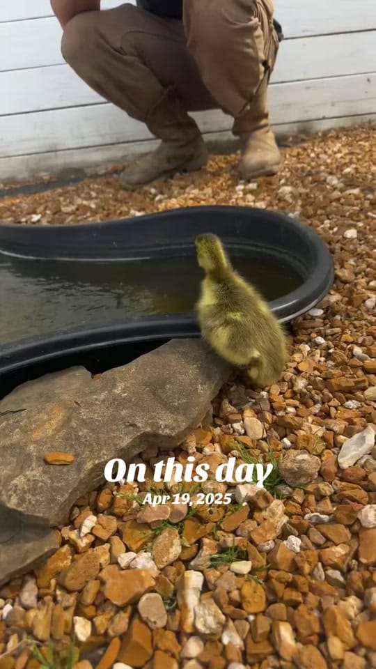 Post 5 by kenziehawkins22 on TikTok (video)