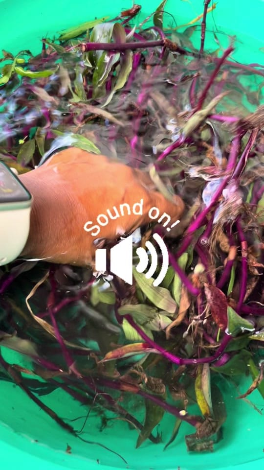 Post 8 by the essential me on TikTok (video)
