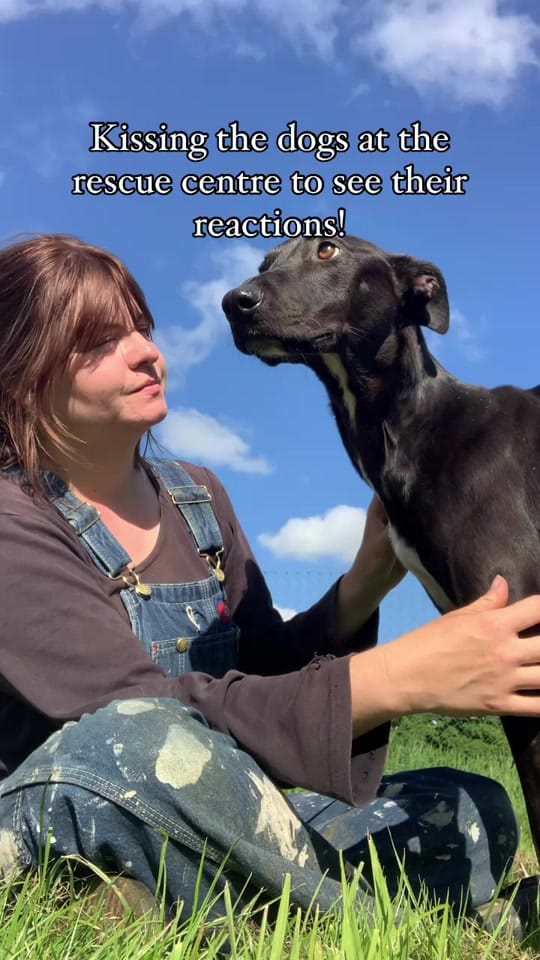 Post 8 by Fetcher Dog on TikTok (video)