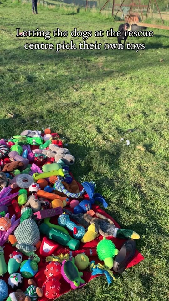 Post 9 by Fetcher Dog on TikTok (video)