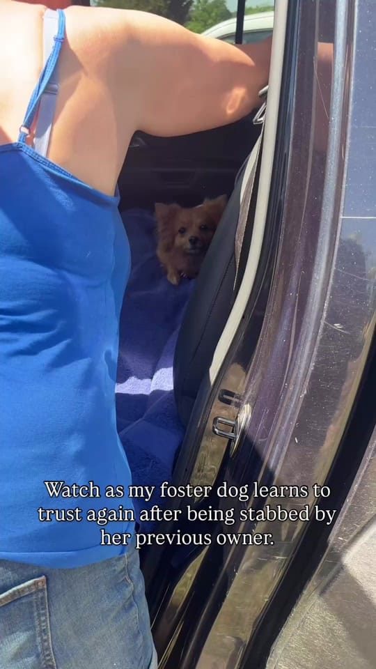 Post 3 by Fetcher Dog on TikTok (video)