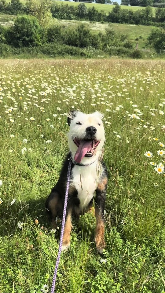 Post 2 by Fetcher Dog on TikTok (video)