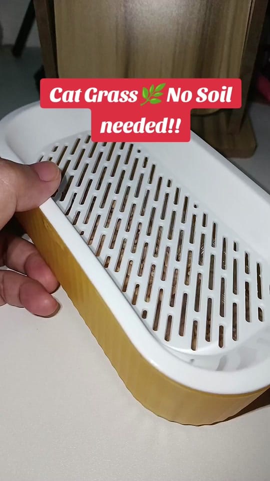 Post 9 by Ate Marra 🐱 on TikTok (video)