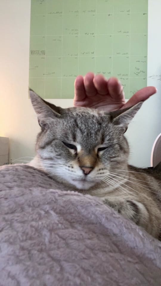 Post 7 by Squeako on TikTok (video)