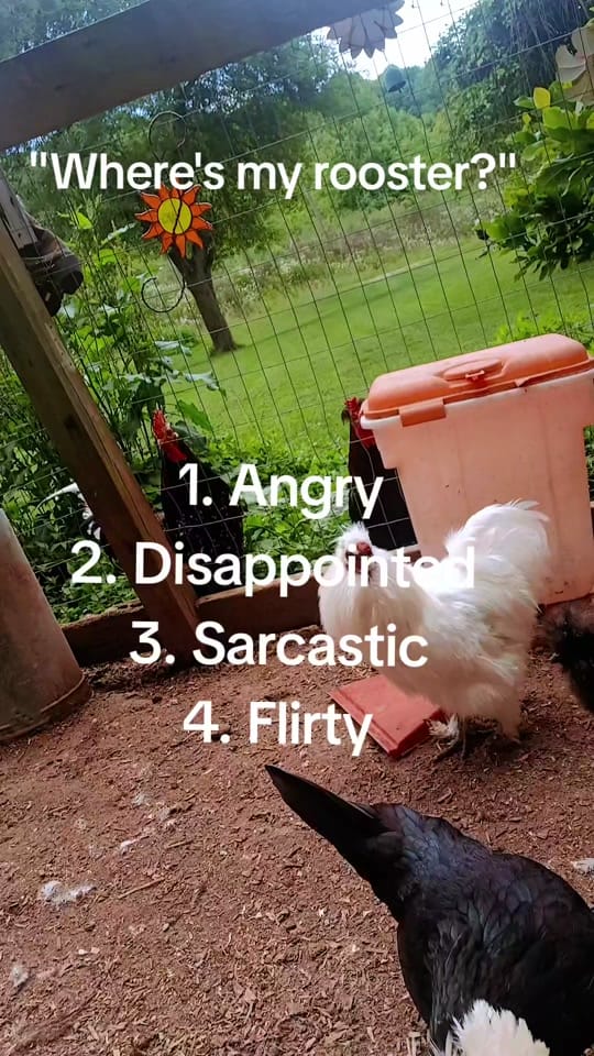 Post 5 by Jessy Mae on TikTok (video)