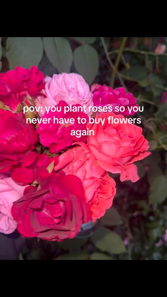 Post 4 by vanessa 🌸 on TikTok (video)