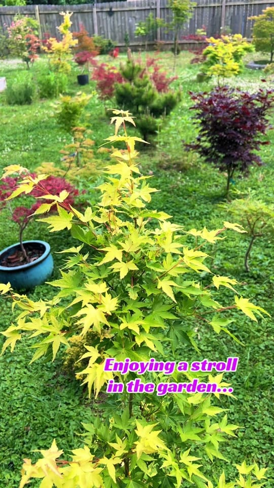 Post 8 by RuleGardens on TikTok (video)