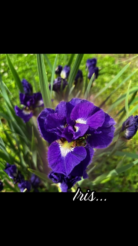 Post 9 by RuleGardens on TikTok (video)