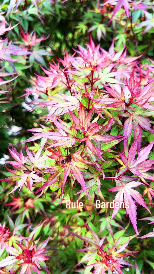 Post 1 by RuleGardens on TikTok (video)