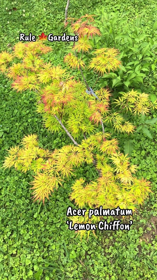 Post 5 by RuleGardens on TikTok (video)