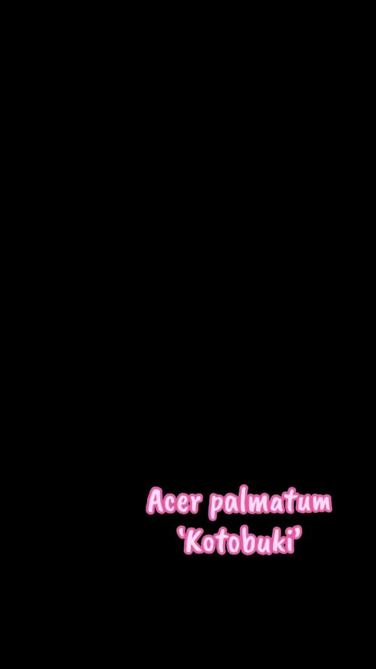 Post 3 by RuleGardens on TikTok (video)