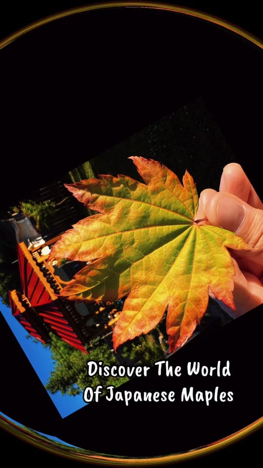 Post 4 by RuleGardens on TikTok (video)
