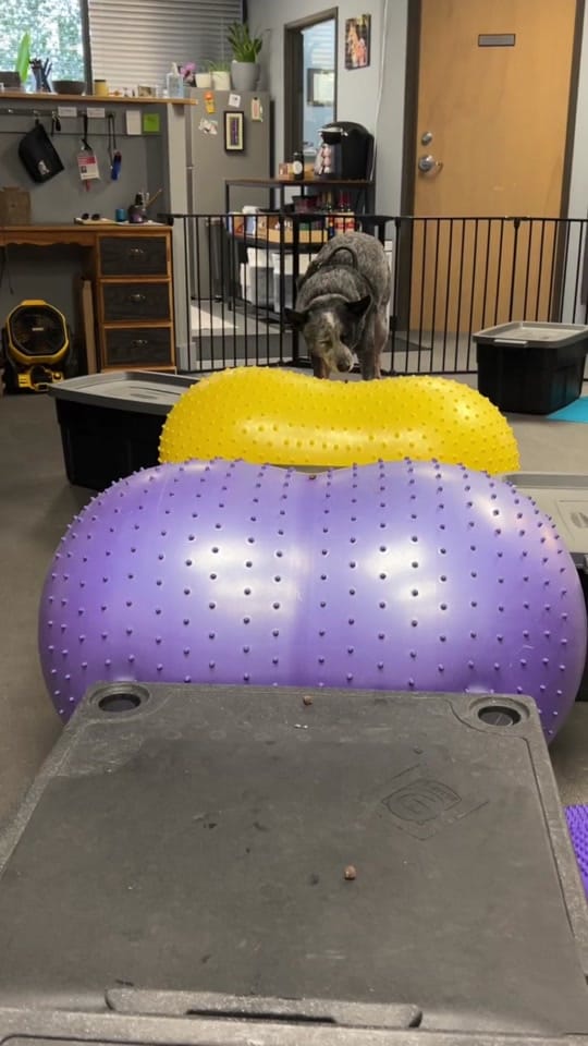 Post 1 by Dorothy Siemens on TikTok (video)