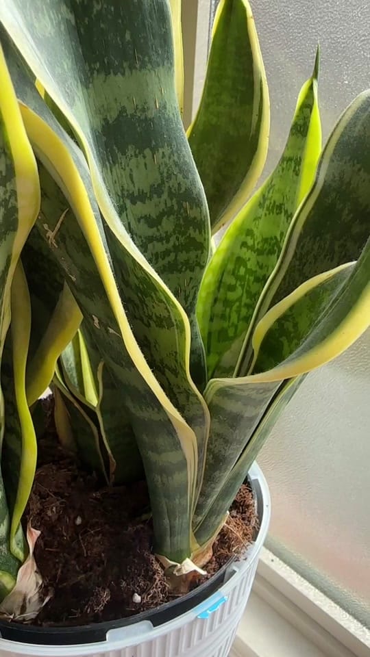 Post 7 by mrs.rachelmcdaniel on TikTok (video)