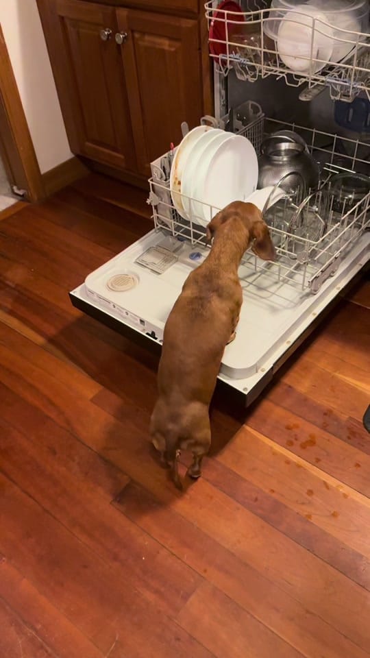 Post 8 by Reggie the Veggie on TikTok (video)