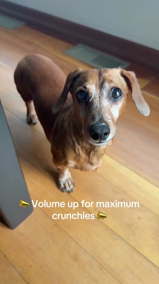Post 3 by Reggie the Veggie on TikTok (video)