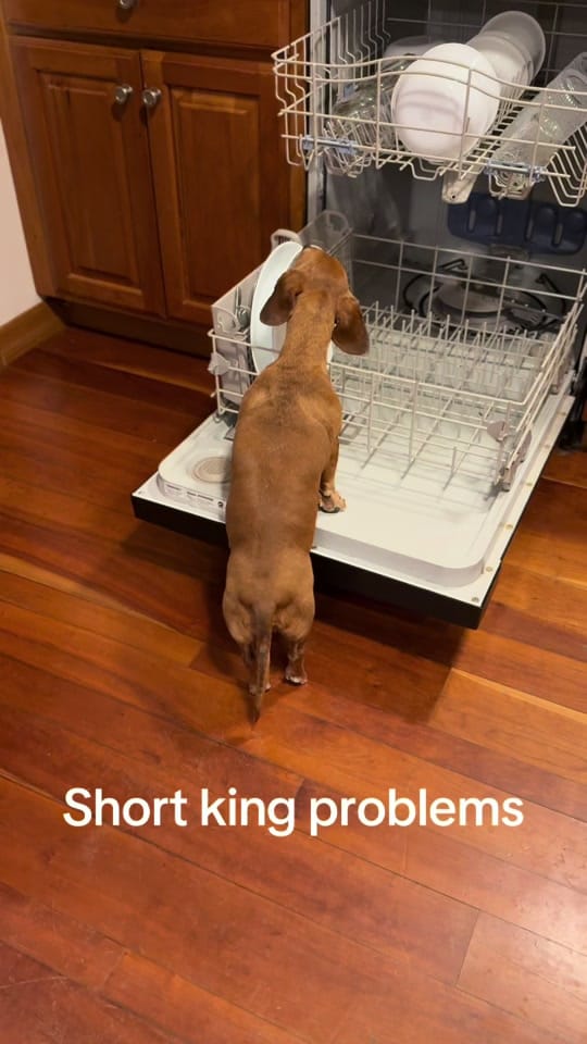 Post 6 by Reggie the Veggie on TikTok (video)
