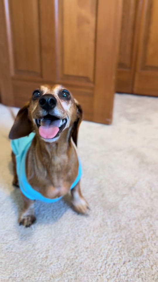 Post 7 by Reggie the Veggie on TikTok (video)