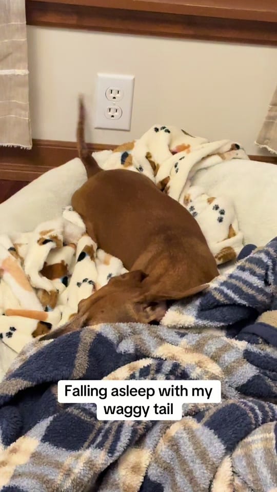 Post 2 by Reggie the Veggie on TikTok (video)