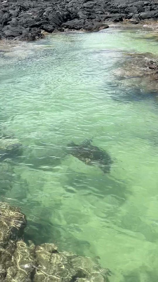 Post 10 by ADA Swim on TikTok (video)