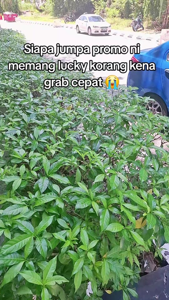 Post 7 by Afiszul | Lifestyle & Beauty on TikTok (video)