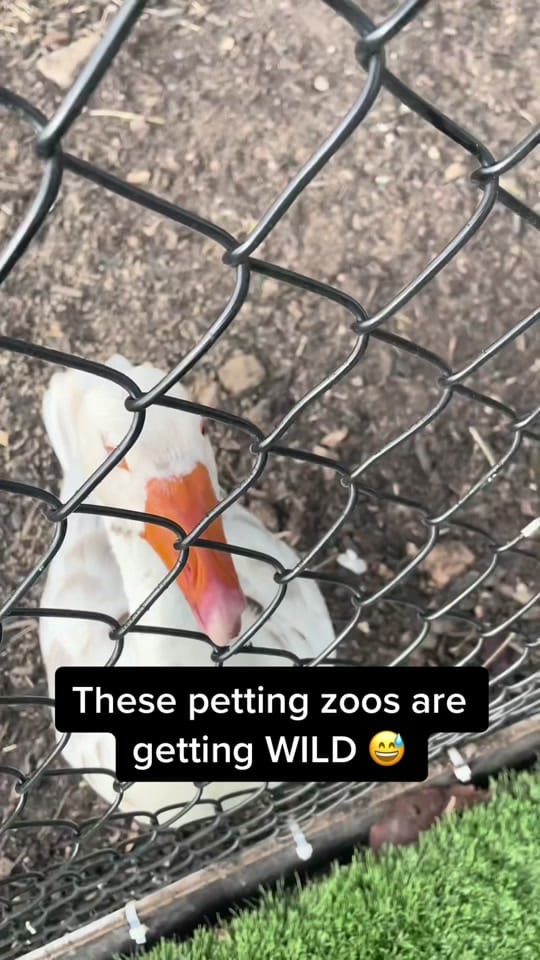 Post 10 by Jonni on TikTok (video)