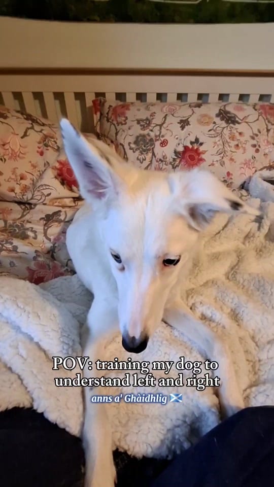 Post 3 by Jennie NicDhonnchaidh on TikTok (video)