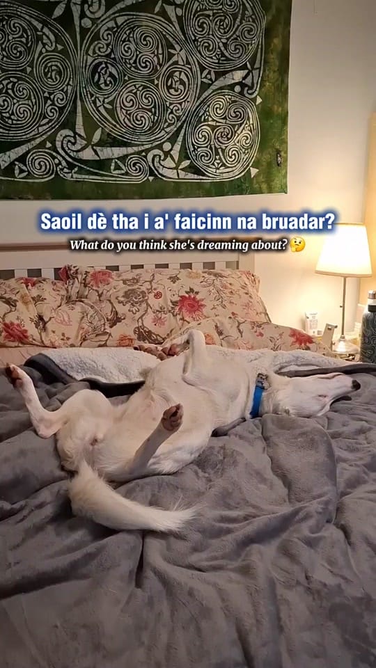 Post 2 by Jennie NicDhonnchaidh on TikTok (video)