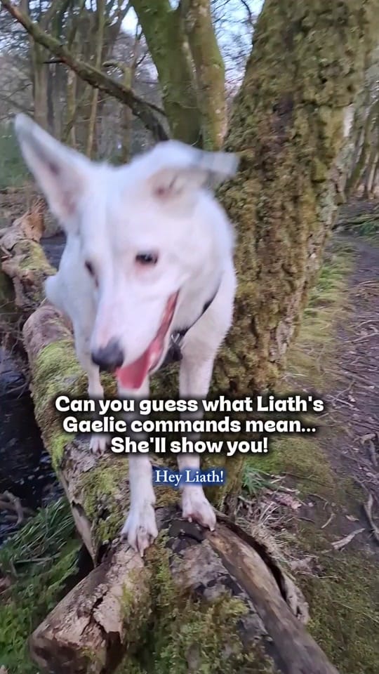 Post 4 by Jennie NicDhonnchaidh on TikTok (video)