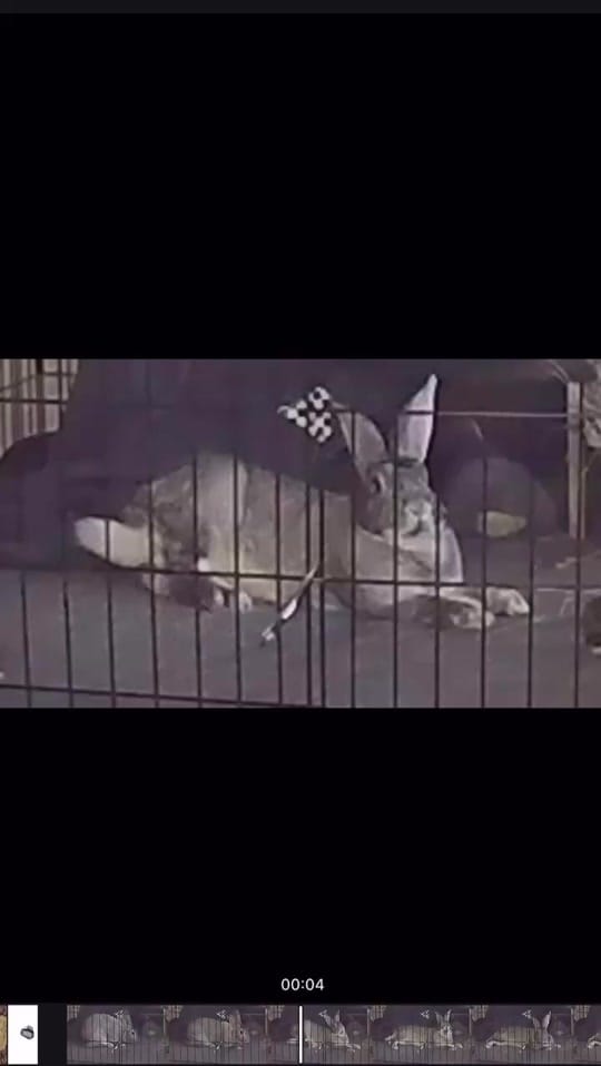 Post 7 by Dani Silva on TikTok (video)