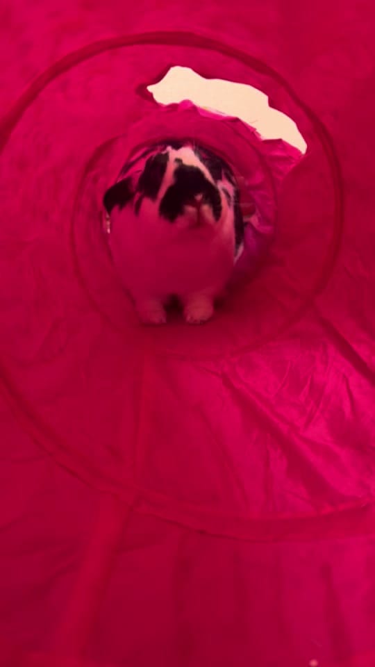 Post 6 by Dani Silva on TikTok (video)