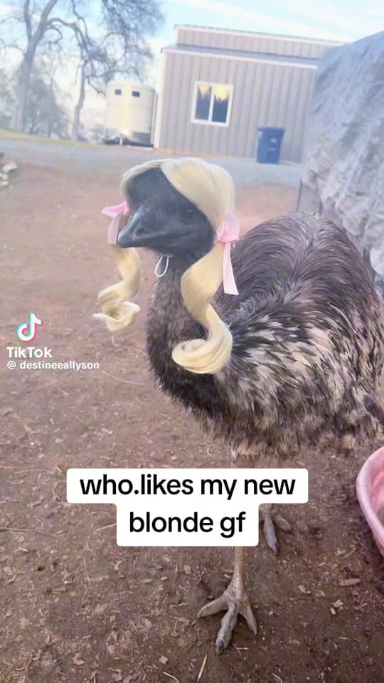 Post 4 by Underlord on TikTok (video)