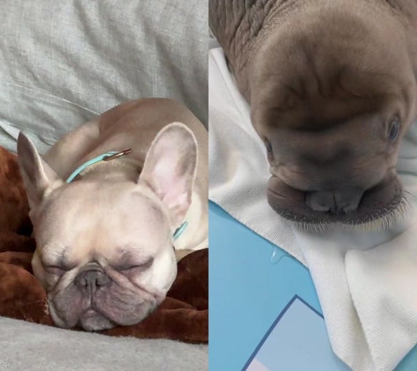 Post 9 by Sarah Garofalo on TikTok (video)