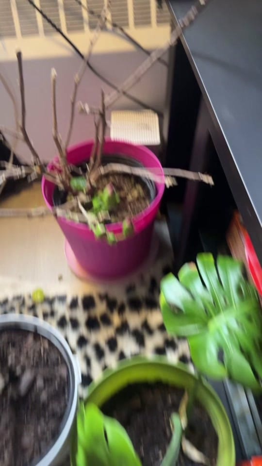 Post 4 by Miss. Natural Essence on TikTok (video)