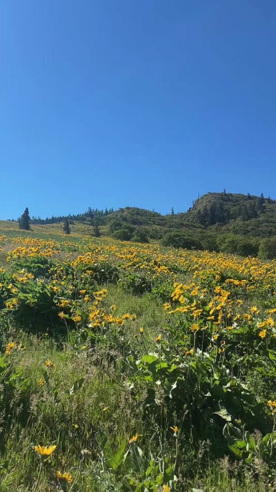 Post 5 by Allison Lee on TikTok (video)