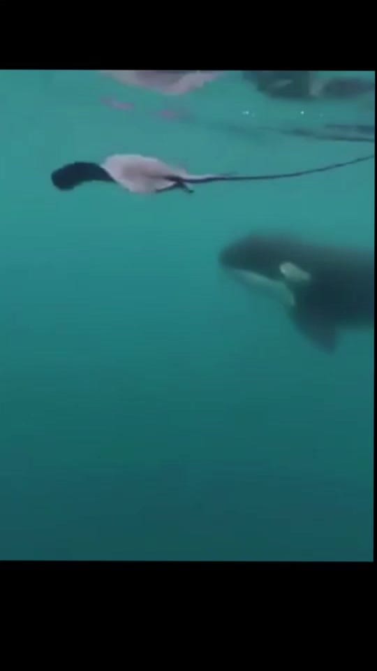 Post 4 by Conner_Mullen on TikTok (video)