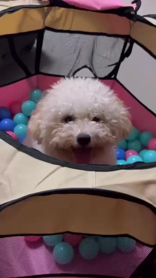 Post 5 by Patrice's Finds on TikTok (video)