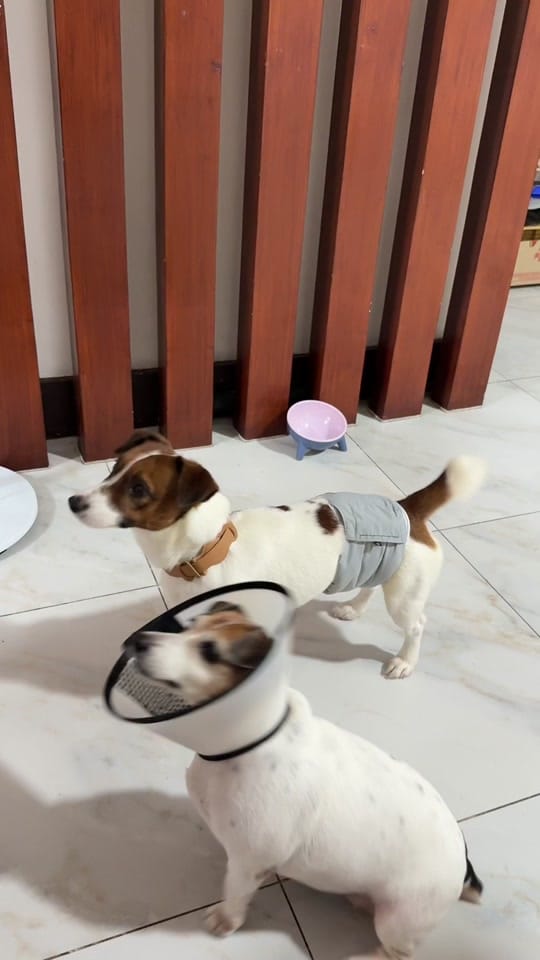 Post 6 by Janica Buhain on TikTok (video)