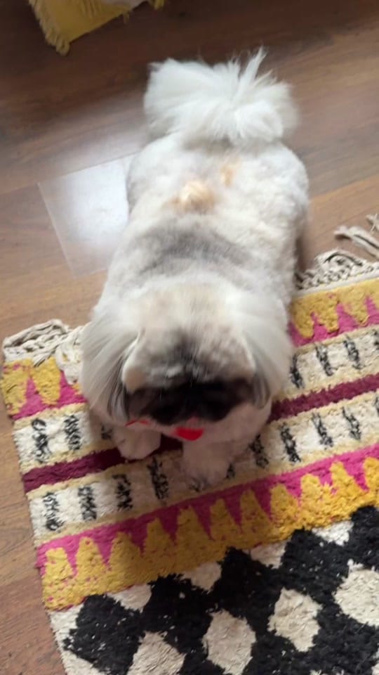 Post 9 by Bridie Husband on TikTok (video)